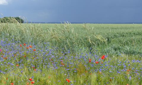 Bluehstreifen_mit_Klatschmohn__Rot-_Inkarnatklee__Zottelwicke__Roggen__Ge....2JPG.JPG