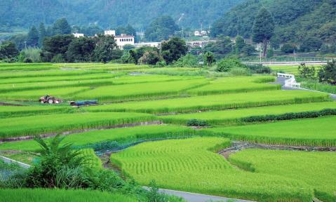 field-2458043_1920_Japan_pixabay_colorstage_bea_schn.jpg