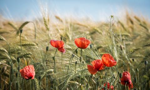 summer-2404769_1920_geraldfriedrich2_pixabay.jpg