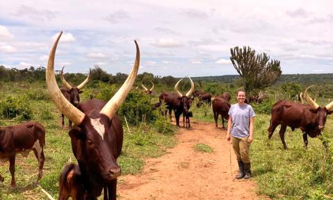Uganda_cattle_Quelle_privat.jpg