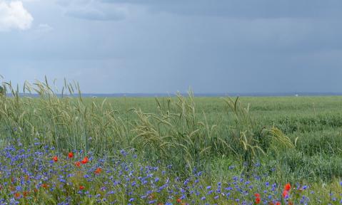 Bluehstreifen_mit_Klatschmohn__Rot-_Inkarnatklee__Zottelwicke__Roggen__Ge..._kl.jpg