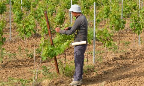 seasonal-worker-785469_1920_pixabay_Ben_Kerckx.jpg