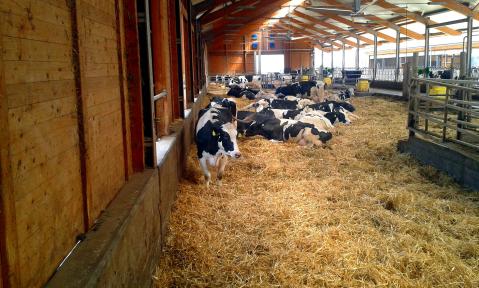 farm-2419037_1920_pixabay_Droelfzehn.jpg