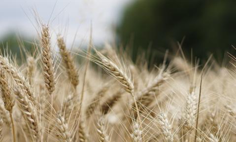 wheat-field-2554356_1920_c_kirahoffmann_pixabay.jpg
