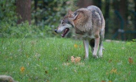 wolf-487528_1920_pixabay-Nancy_Steffens.jpg