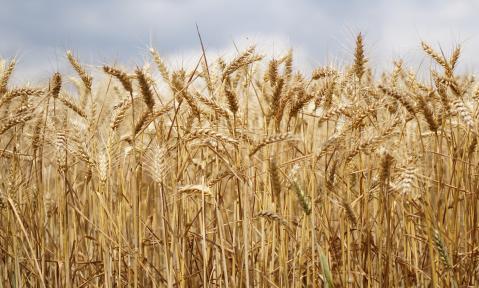 wheat-field-2526669_1920_pixabay_Kira_Hoffmann.jpg
