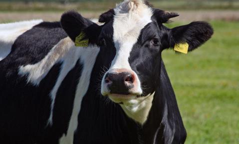 beef-1518975_1920_pixabay_WolfBlur.jpg