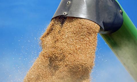 wheat-1508654_1920_pixabay_1195798.jpg