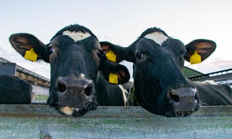 cow-6318610_1920_pixabay_lhannemann.jpg