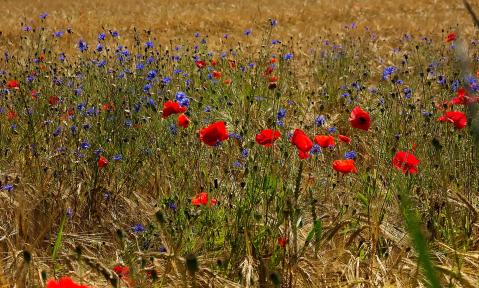 edge-of-field-5350205_1920_pixabay_Hans_Linde.jpg