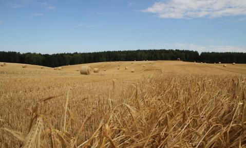 05.07.2016_Ernte-PK_Auftakt_Quelle_DBV__24_.JPG