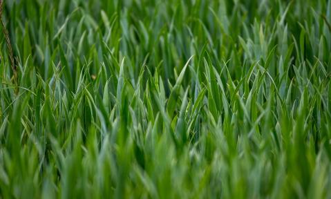 wheat-field-ga3916dffb_1920_pixabay_lhannemann.jpg