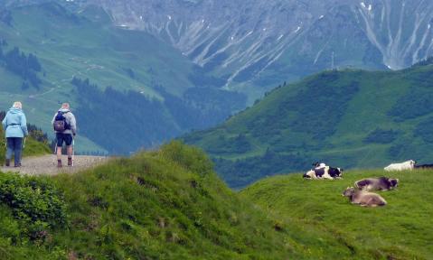 Wanderweg durch eine Kuhwiese