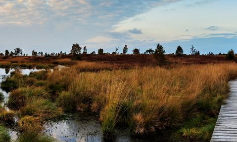 moor-2794795_1920_pixabay_Herbert_Aust_klein.jpg