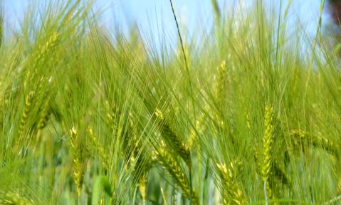 field-4293112_1920_pixabay_Innviertlerin.jpg