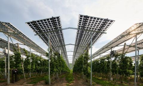 Hoch-aufgestaenderte-Agri-PV-Anlage.jpg