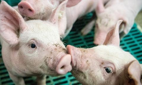 piglet-4133939_1920_pixabay-Ehrecke_schn_800.jpg