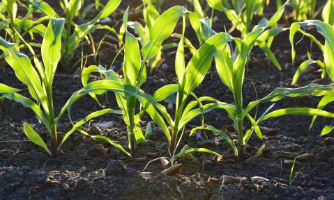 corn-1841271_1920_pixabay_Pexels.jpg