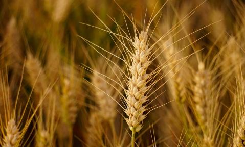 field-4306360_1920_pixabay_Anrita1705.jpg