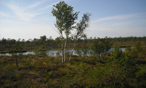 moor-242132_1920_pixabay_Anita_Menger.jpg