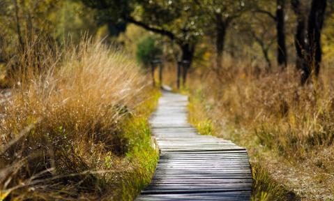 wooden-track-1932611_1920_pixabay_smellypumpy.jpg