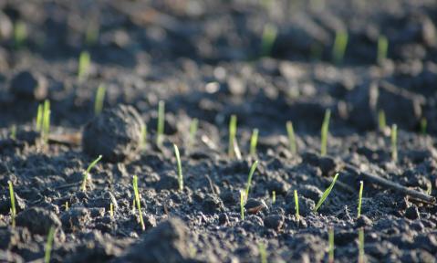 arable-2297955_1920_pixabay-birthegodt.jpg