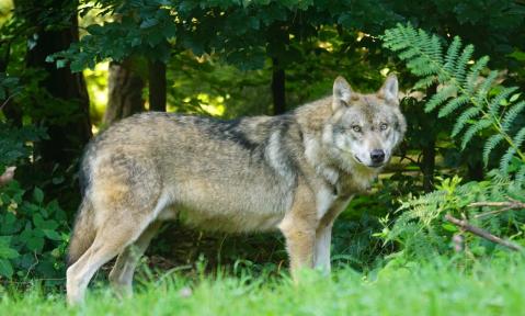 A1_wolf-1583200_Pixel-mixer_pixabay.jpg
