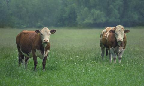 cattle-2554579_1920_pixabay_Steffen_Frank.jpg