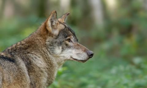 AdobeStock_241578899_JuergenL.jpg