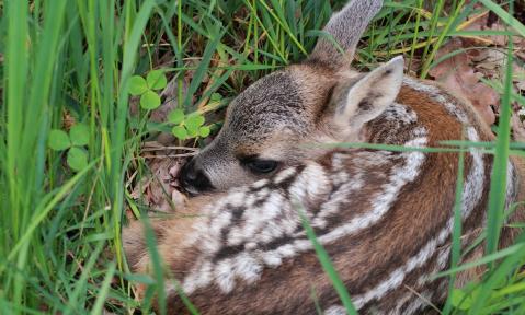 fawn-546027_1920_pixabay-Sascha_Haendle.jpg