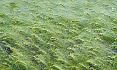 grain-field-7225738_1920_pixabay_matthiasboeckel.jpg