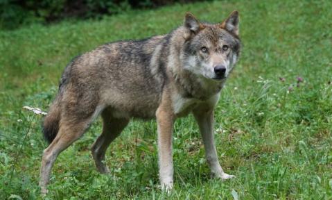 wolf-1514782_1920_pixabay-Marcel_Langthim.jpg