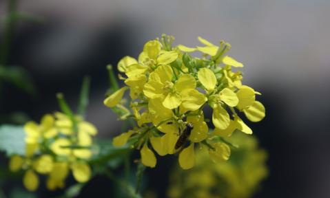 mustard-5235419_1920_pixabay_FotoRieth.jpg