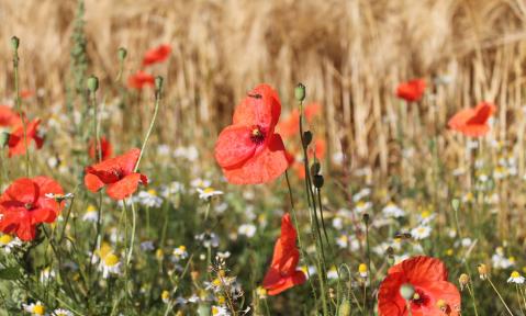 poppies-3503451_1920_pixabay-RobertundMadlin.jpg