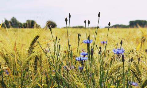 JA_barley-1467530_1920_pixabay-TanteTati.jpg