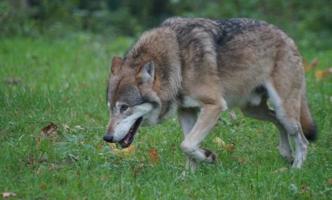 wolf-487531_1920_pixabay_N_Steffens.jpg