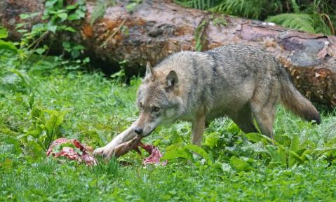 wolf-1583206_1920_pixabay_Marcel_Langthim.jpg