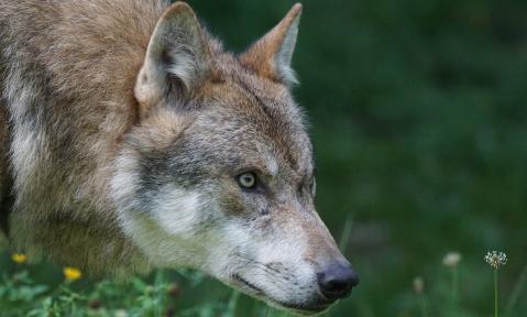 wolf-1583199_1920_pixabay_Marcel_Langthim.jpg