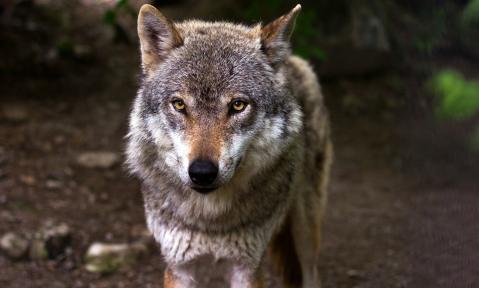 JA_wolf-635063_1920_pixabay-reincarnation40_mit_CR.jpg