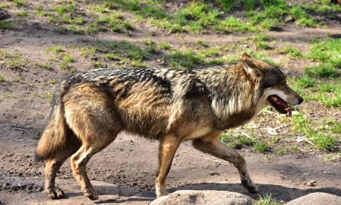 wolf-1288687_1920_pixabay_sipa.jpg