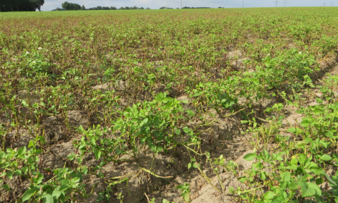 Dr._Karsten_Buhr_Kartoffel_Phytophthora.png