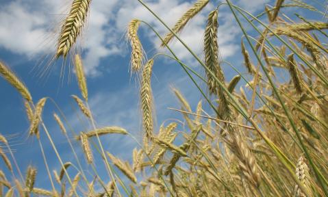 wheat-228726_1920_pixabay_RObin.jpg
