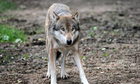 wolf-652364_1920_pixabay_Bernd_Hildebrandt.jpg