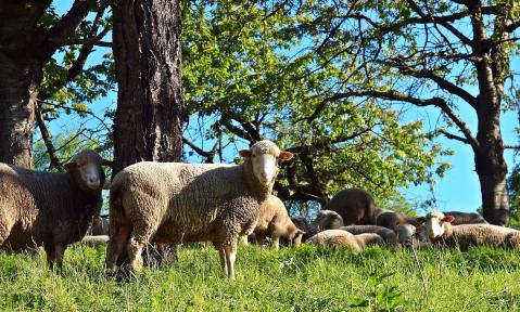 JA_sheep-1335528_1920_pixabay-esiul.jpg