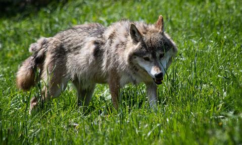 wolf-4304188_1920_pixabay_minka2507.jpg