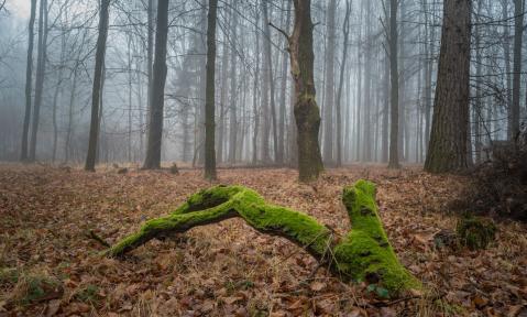 JA_forest-316563_pixabay-PublicDomainPicture.jpg