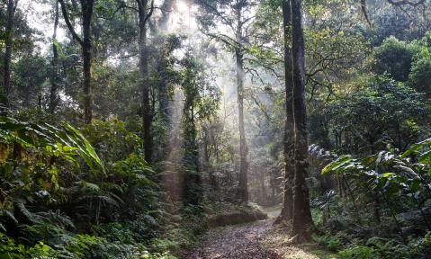 rainforest-4350845_1920_pixabay_Kanenori.jpg