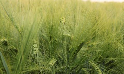 wheat-1439448_1920_pixabay_Axtara.jpg