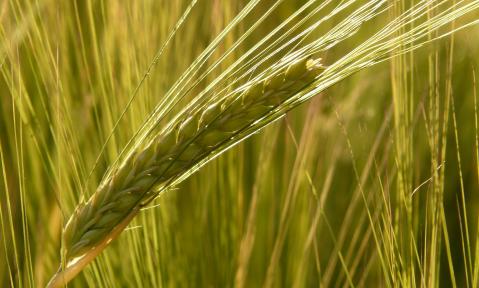 barley-field-8230_1920_pixabay-HansBraxmeier.jpg