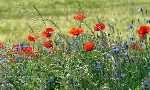 poppy-2277653_1920_pixabay-B._Schmidt.jpg